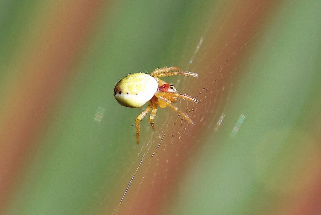 Araniella sp. - Roma (RM)